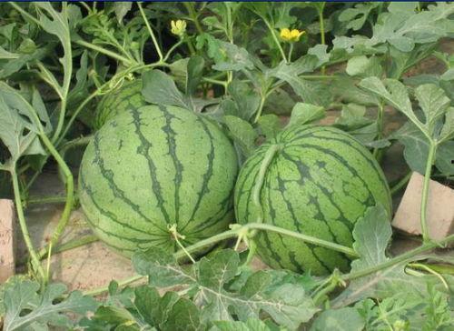 山西汾阳吃瓜事件视频  第3张