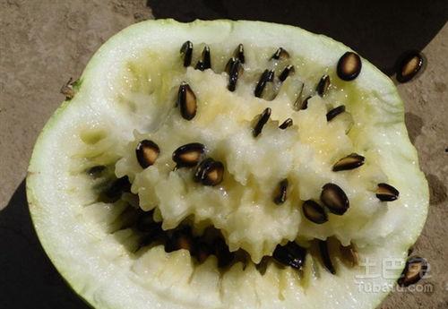 籽瓜为什么要甩着吃呢视频,籽瓜甩着吃的独特魅力揭秘  第2张