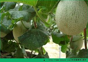 农村小胖吃哈密瓜视频  第2张