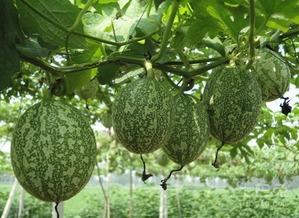 牛奶小吊瓜会吃胖么视频,揭秘其热量与增胖关系