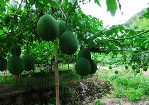 牛奶小吊瓜会吃胖么视频,揭秘其热量与增胖关系  第2张