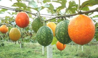 牛奶小吊瓜会吃胖么视频,揭秘其热量与增胖关系  第3张