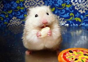 仓鼠可以吃瓜粒吗视频讲解,瓜粒是否适宜作为仓鼠美食  第2张