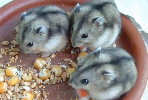 仓鼠可以吃瓜粒吗视频讲解,瓜粒是否适宜作为仓鼠美食  第3张