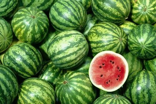 棱瓜哪里吃的多啊视频大全  第2张