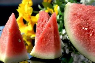 樱花玛瑙吃瓜视频文案  第2张