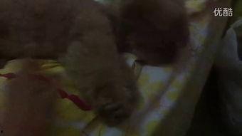 小屁大王吃瓜视频,揭秘娱乐圈幕后真相  第2张