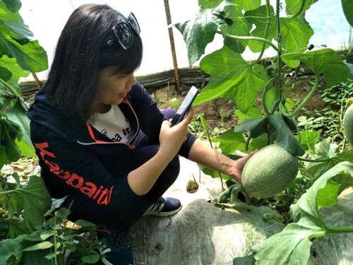 吃哈密瓜种子视频,一起探索美味背后的秘密  第2张