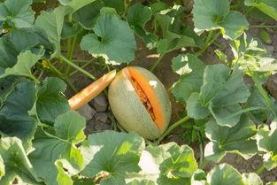 吃哈密瓜种子视频,一起探索美味背后的秘密  第3张