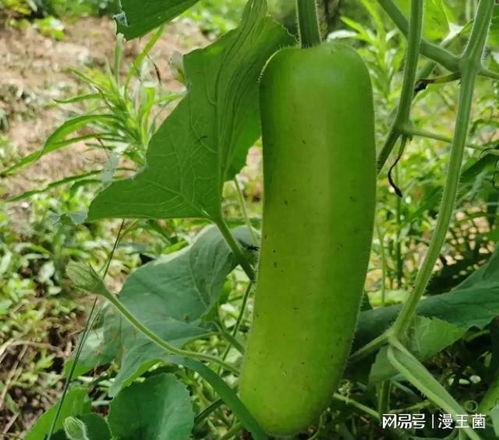 吃瓜视频大家都是在哪里看的  第2张