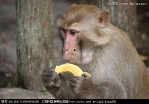 喂猴子吃瓜搞笑段子视频,猴子欢乐多——喂猴吃瓜搞笑视频集锦