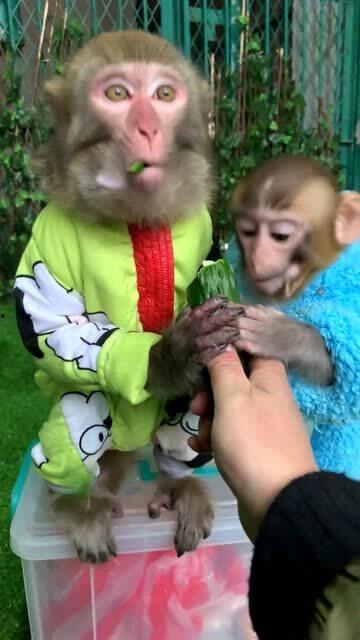 喂猴子吃瓜搞笑段子视频,猴子欢乐多——喂猴吃瓜搞笑视频集锦  第2张