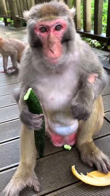 喂猴子吃瓜搞笑段子视频,猴子欢乐多——喂猴吃瓜搞笑视频集锦  第3张