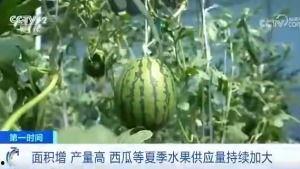 西瓜视频之吃瓜群众,吃瓜群众的热议焦点  第3张