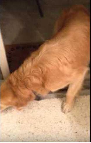 狗子吃瓜被主人发现视频,萌态视频走红网络