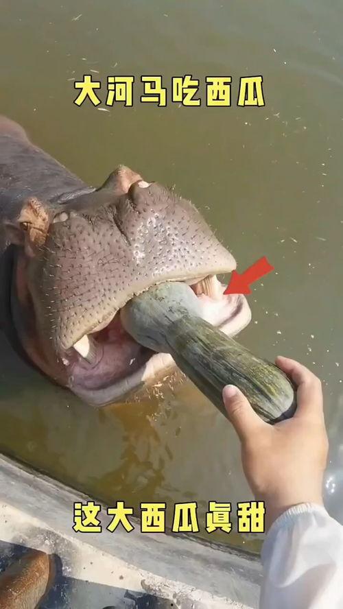 绿头鱼搞笑吃瓜视频下载,视频下载笑翻天  第2张