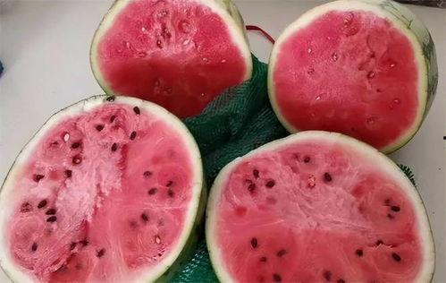 峰哥吃麒麟瓜视频大全下载  第2张