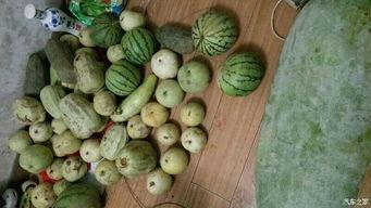 回娘家吃大瓜好吗视频大全