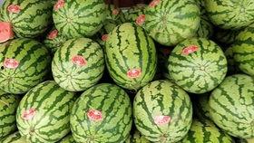 动物园河马吃瓜视频  第2张