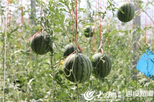 云南丽江小伙吃瓜视频全集  第2张